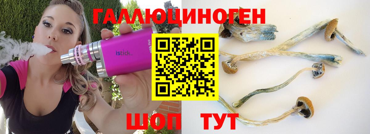 Псилоцибиновые грибы Psilocybe Краснознаменск